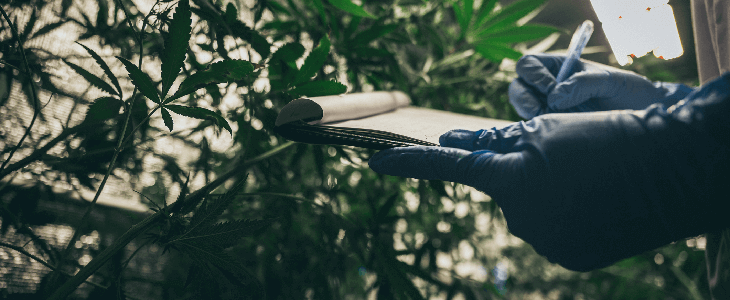 Cannabis industry worker analyzing data