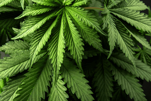 cannabis leaves