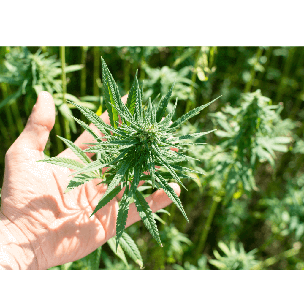 man holding marijuana leaf